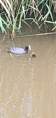 Fulica atra