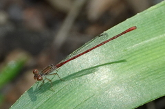 Telebasis digiticollis