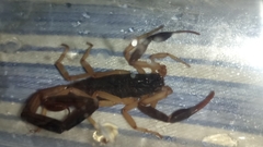 Centruroides fulvipes