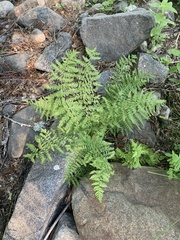 Athyrium distentifolium