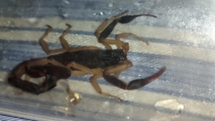 Centruroides fulvipes