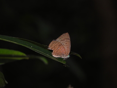 Arhopala sublustris
