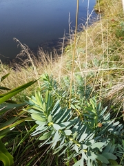 Euphorbia glauca