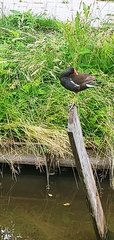 Gallinula chloropus