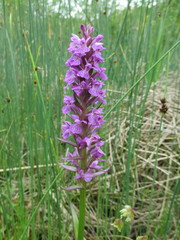 Dactylorhiza praetermissa