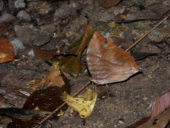 Zeuxidia amethystus amethystus