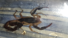 Centruroides fulvipes