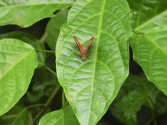 Abisara geza