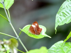 Abisara geza