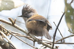 Hoary-Throated Barwing photo 2