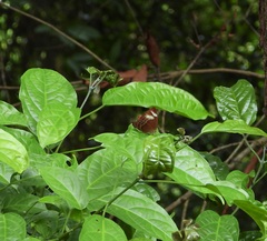 Abisara geza