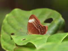 Abisara geza