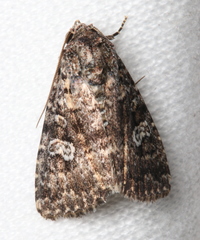 Condica aroana