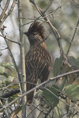 Grammatoptila striata