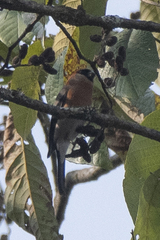 Pyrrhula nipalensis