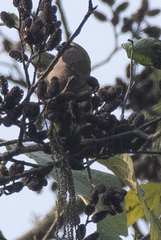 Pyrrhula nipalensis