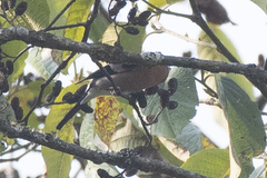 Pyrrhula nipalensis