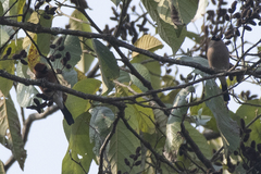 Pyrrhula nipalensis