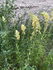 Linaria acutiloba