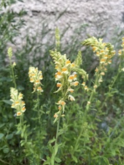 Linaria acutiloba
