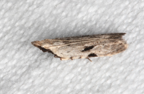 Anarsia epiula Meyrick, 1904