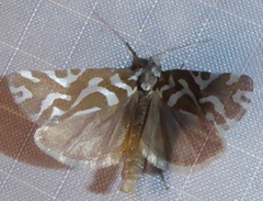 Pelochrista dapsilis