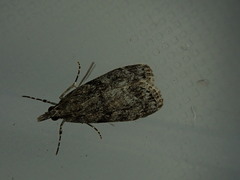 Eudonia spenceri