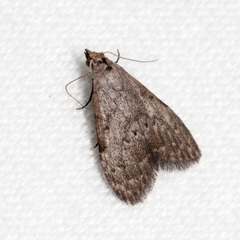 Nola pleurosema