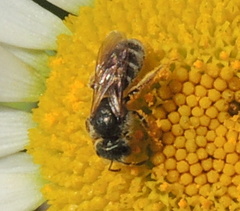 Halictus tumulorum