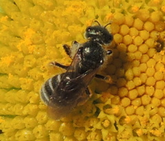 Halictus tumulorum