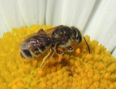 Halictus tumulorum