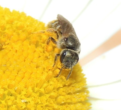 Halictus tumulorum
