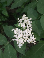 Sambucus nigra