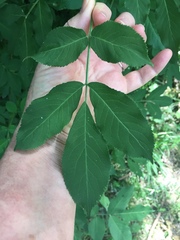 Sambucus nigra
