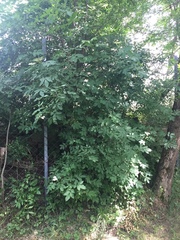 Sambucus nigra