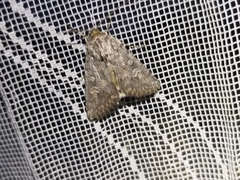 Dichagyris forcipula