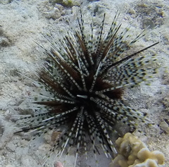 Echinothrix