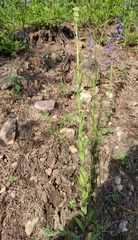 Arabis sagittata borealis