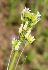 Arabis sagittata borealis