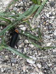 Silinae