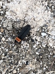 Silinae