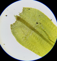 Warnstorfia fluitans