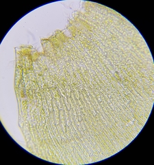 Warnstorfia fluitans