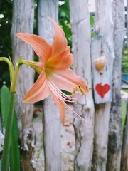 Hippeastrum stylosum