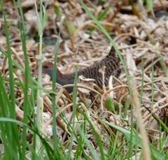 Lewinia striata