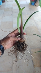 Hippeastrum stylosum