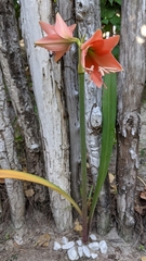 Hippeastrum stylosum