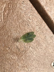 Halophila