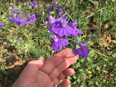 Delphinium consolida