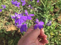 Delphinium consolida